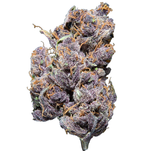 Purple Crisp-THCa (22.19%)